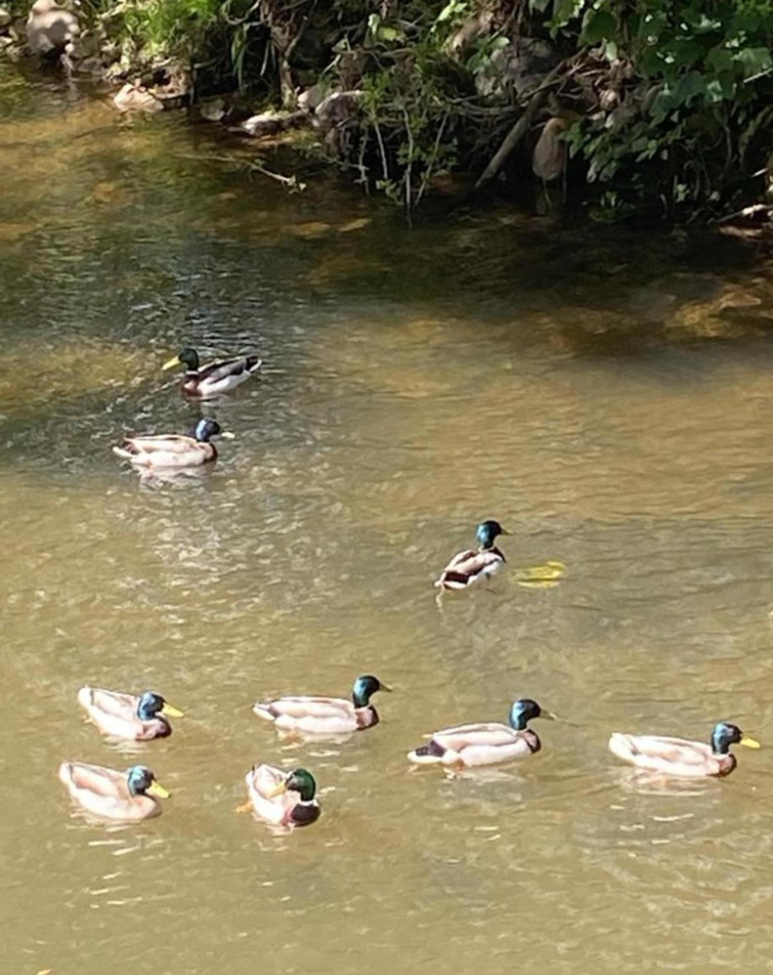 Riverbank Cottage River Ehan Double Balcony Egremont (Cumbria) מראה חיצוני תמונה